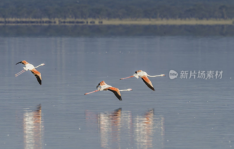 大火烈鸟(Phoenicopterus roseus)是火烈鸟家族中分布最广的物种。纳库鲁湖国家公园，肯尼亚。